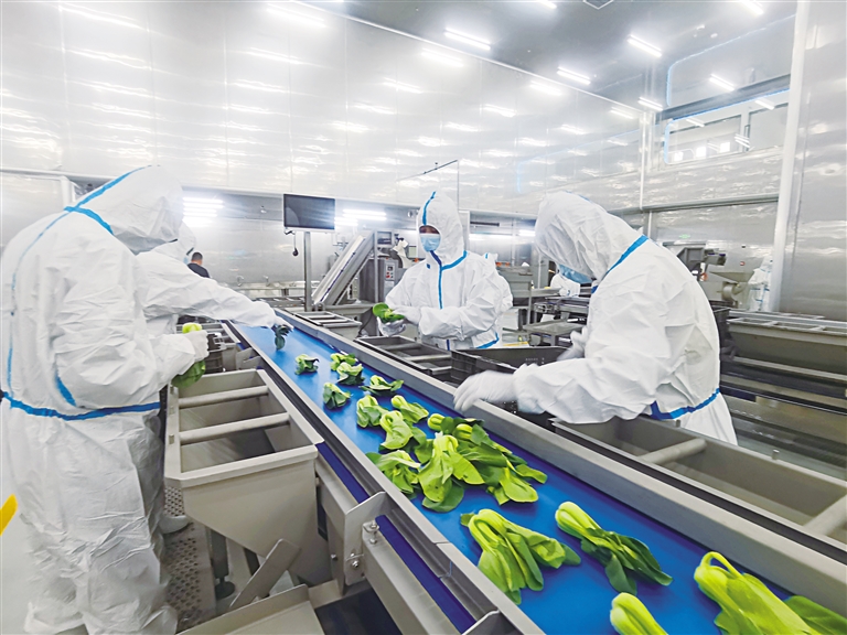 打造國內首批現代化凈菜加工樣板生產基地——探訪永登甘味安全凈菜超級工廠