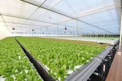 年產19茬蔬菜的工廠到底有多“恐怖”？全面揭秘京東植物工廠