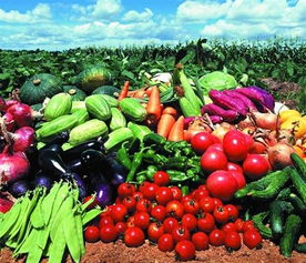 福永、沙井及深圳地區的農產品與綠植服務概覽 蔬菜配送、批發與苗木供應