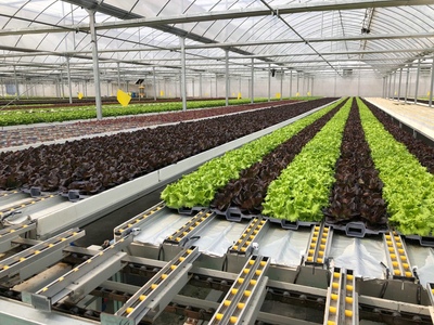 孫橋農業智能化蔬菜工廠建設圓滿完工，苗木產業邁向新紀元