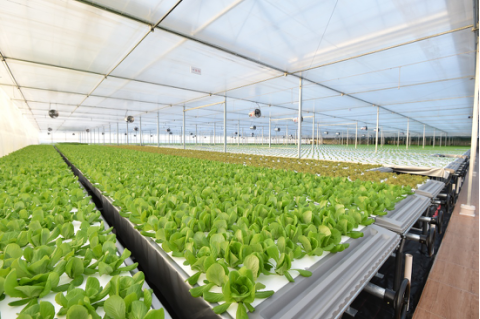 起底京東植物工廠 水培蔬菜安全到“不洗就能吃”，科技如何重塑茶葉種植